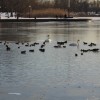 クイーンズで野鳥観察　Birding: Winter Waterfowl