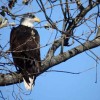 都会のジャングルで野鳥観察　Birding: Eagles