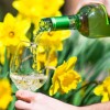 緑に囲まれワインをたしなむ　Daffodil Celebration and Wine Weekend