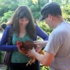 City Chicken Institute　Spring Chicks Special –  Hatching and Rearing Chicks