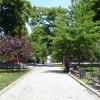 街の緑をお手入れ　Bushwick Street Tree Care