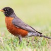 渡り鳥の飛来を観察　Birding Lunch Hour Walk