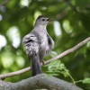 どんな鳥に会えるかな？　Birds of Brooklyn Bridge Park