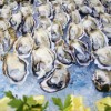 カキが好きなら行くしかない！　Oyster Week