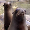 動物園の中でフィットネス！　Squat for the Sea Lions in the Central Park Zoo