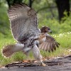 猛禽類を間近で観察！　Birding: Raptor Migration