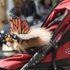 イヌだって仮装したい！　The Annual Tompkins Square Halloween Dog Parade