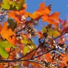 紅葉を愛でる　Fall Foliage Walk