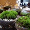 水生植物を美しく飾る　Miniature Aquascapes