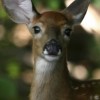 身近な野生動物について知る　Living with Deer