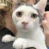 Save a Life　Adopt Now　家族募集中　ドメスティックショートヘアー 子猫（男の子）