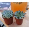 DIY Succulent Workshop