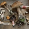 The Healing Power of Medicinal Mushrooms