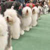 Westminster Kennel Club  Dog Show