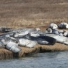 Capt Lou’s Seal Watching Tours