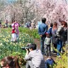 Cherry Blossom Festival