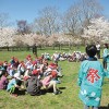 桜の下で新入生歓迎遠足　ニューヨーク育英学園