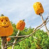 Spooky Pumpkin Garden