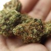 １オンス当たり42ドル課税で合意　ＮＪ州、娯楽用大麻合法化にはずみか