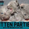 Kitten Party!