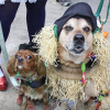 Halloween Dog Parade