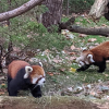 Red Panda Cubs are Here