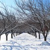 Winter at Brooklyn  Botanic Garden