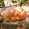 Great Pumpkin Path