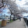 ニューヨーク桜の 名所８選  ３月下旬から４月上旬開花予想