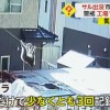 “サル出没”市街地で続発　電線を器用にわたる姿が防カメに…小学生の通学路周辺でも　宮城・塩釜市　佐賀・佐賀市