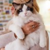 「鼻が2つ」の珍しい猫が保護される。「抱きしめられるのが大好きな優しい子」イギリス【2023年回顧】