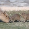 カピバラが踊るスリラーダンス。「マイケル・ジャクソンの生まれ変わり」と心を奪われる人が続出