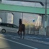 「え！？」馬が道路を疾走　車が行き交う交差点を駆け抜け…通報相次ぎ40分後に確保　牧場から“逃走”　神奈川・伊勢原市