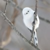 動いているシマエナガ、可愛すぎる…！旭山動物園に白いモフモフ姿で登場。「これは保存版」「鳴き声もかわいい」など反響