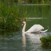 ひとりぼっちの白鳥がイギリスで関心集める。1年以上も毎日ガラス窓の前で過ごす理由は…