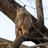 NYの人気者ミミズクが死ぬ。動物園から脱走して大都会を飛び続けていた