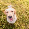 犬が幸せかを見わける方法。尻尾を振っているのは喜んでいるサイン？