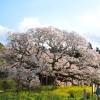 この春見たい「1本桜」ランキング。1位は樹齢800年？傘を広げたような枝ぶりが迫力満点