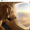 世界初、犬のための航空機が就航　バークエア、NY発の初便は完売