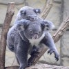 餌のユーカリ栽培にお見合いも