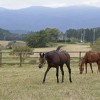 引退競走馬が静かに余生送る居場所オープン