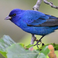 珍しい鳥に出会えるかも Bird Walks Daily Sun New York