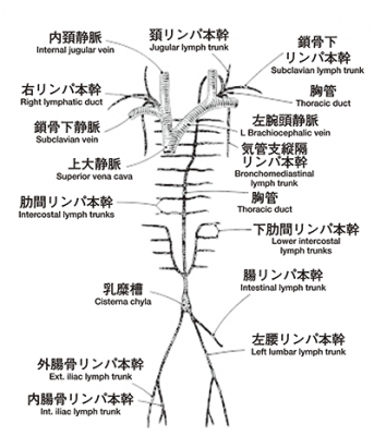 体内のリンパ菅の走行 Surgical Oncology Clinics of North Americaより改