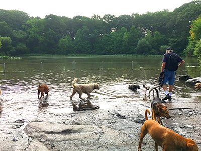 ブルックリン区のプロスペクトパークは市内でも有数のドッグフレンドリーな公園だ。写真は同公園内のドッグビーチ （photo: Asami Kato / 本紙）