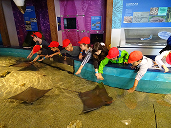 マリタイム水族館でエイにふれる子どもたち 