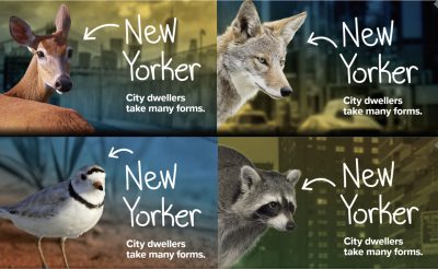 ウェブサイト www1.nyc.gov/site/wildlifenyc/index.page では、野生動物の習性、市民との安全な共存方法などを紹介している