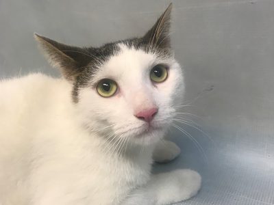 nycacc.shelterbuddy