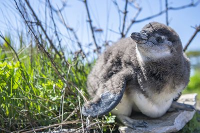 絶滅品種のペンギンの赤ちゃん ４羽がｎｙ水族館で誕生 Dailysun New York