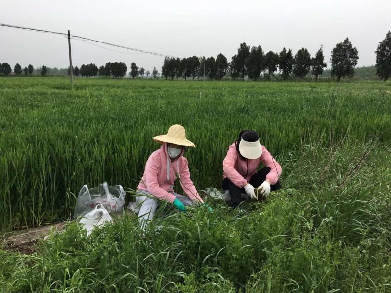 土壌微生物と農作物生産量に密接な関係 中国とスペインの研究者が発見 Daily Sun New York