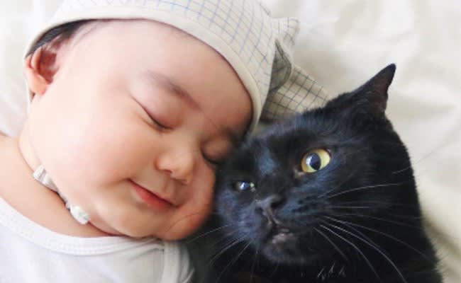 身長ほぼ同じやん ロンドンで暮らす赤ちゃんと猫たちが癒し効果絶大 Daily Sun New York